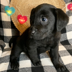 Labrador Retriever Puppy Lulu