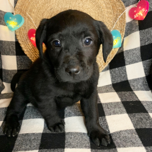 Labrador Retriever Puppy Lulu