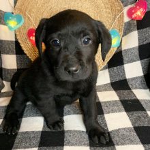 Labrador Retriever Puppy Lulu