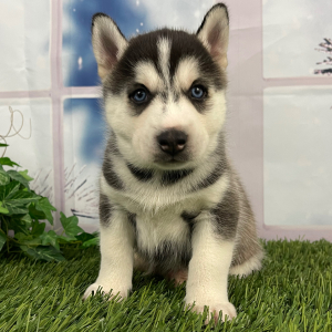 Siberian Husky Puppy Tristan
