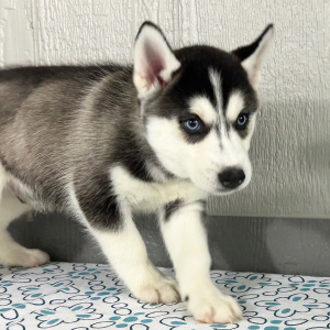 Siberian Husky Puppy Tristan
