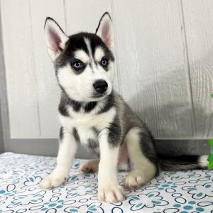 Siberian Husky Puppy Tristan