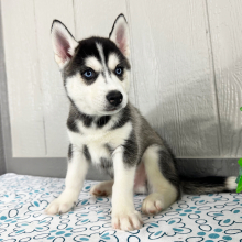 Siberian Husky Puppy Tristan