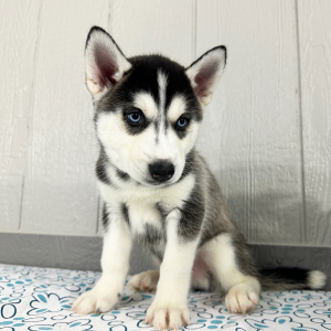 Siberian Husky Puppy Tristan