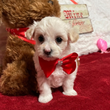 Maltipoo Puppy Mindi