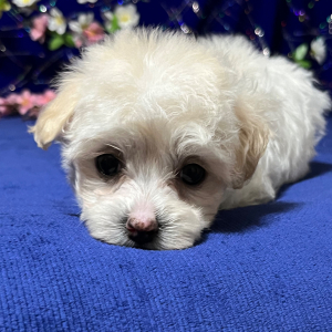 Maltipoo Puppy Mindi