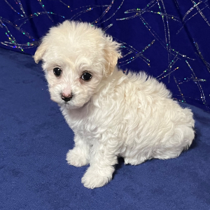 Maltipoo Puppy Mindi