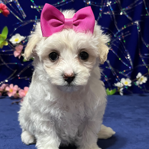 Maltipoo Puppy Mindi