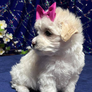 Maltipoo Puppy Mindi