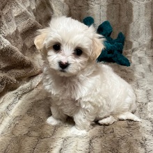 Maltipoo Puppy Mindi