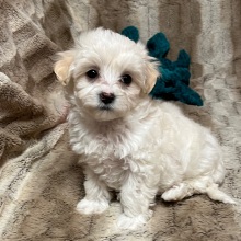 Maltipoo Puppy Mindi