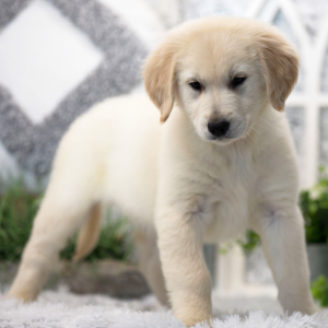 Golden Retriever Puppy Milo