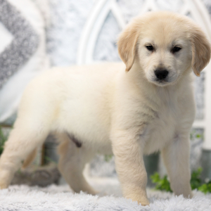 Golden Retriever Puppy Milo
