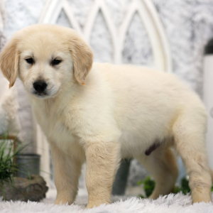 Golden Retriever Puppy Milo