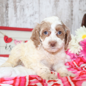Cockapoo Puppy Minnie
