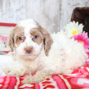 Cockapoo Puppy Minnie