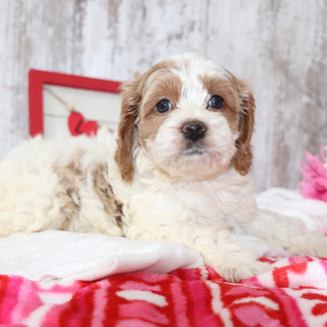 Cockapoo Puppy May