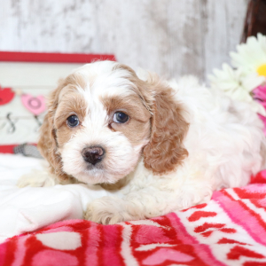 Cockapoo Puppy May