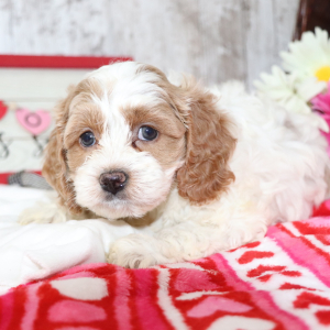 Cockapoo Puppy May
