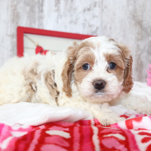 Cockapoo Puppy May