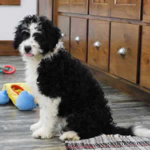 Bernedoodle Puppy Mysie