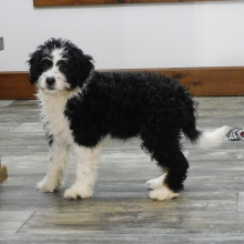 Bernedoodle Puppy Mysie