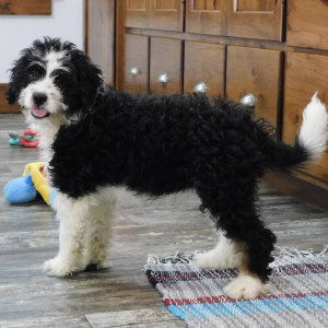 Bernedoodle Puppy Mysie