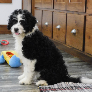 Bernedoodle Puppy Mysie