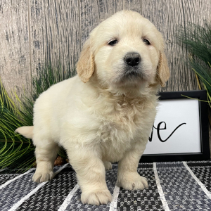 Golden Retriever Puppy Rebekah