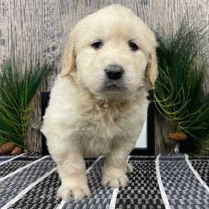 Golden Retriever Puppy Rebekah