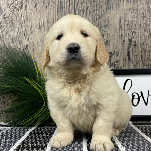 Golden Retriever Puppy Rebekah