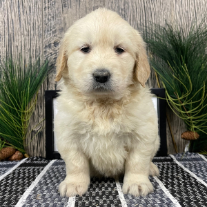 Golden Retriever Puppy Rebekah