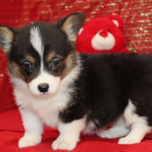 Pembroke Welsh Corgi Puppy Dixy