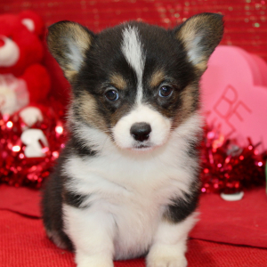 Pembroke Welsh Corgi Puppy Dixy