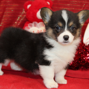 Pembroke Welsh Corgi Puppy Dixy