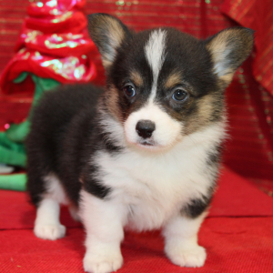 Pembroke Welsh Corgi Puppy Dixy
