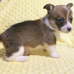 Pembroke Welsh Corgi Puppy Webster