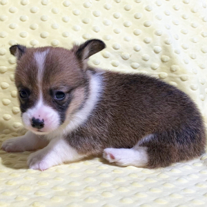 Pembroke Welsh Corgi Puppy Webster