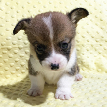 Pembroke Welsh Corgi Puppy Webster