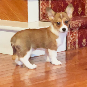 Pembroke Welsh Corgi Puppy Webster