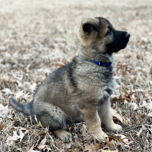 German Shepherd Dog Puppy Oscar