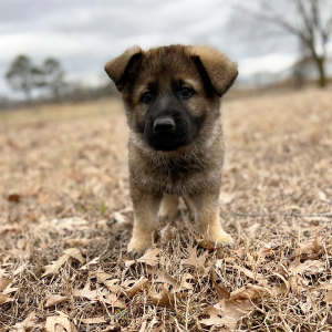 German Shepherd Dog Puppy Oscar