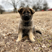 German Shepherd Dog Puppy Oscar