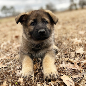 German Shepherd Dog Puppy Oscar