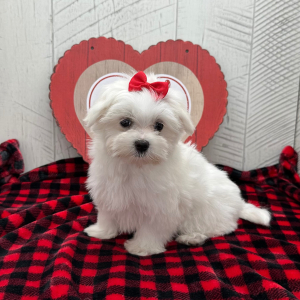 Maltese Puppy Daisy