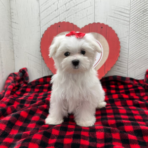 Maltese Puppy Daisy