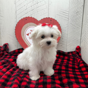 Maltese Puppy Daisy