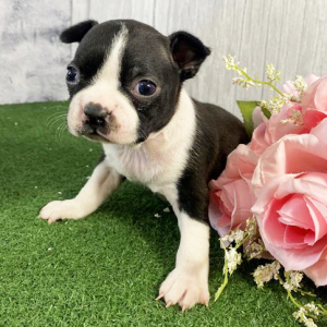 Boston Terrier Puppy Lisa