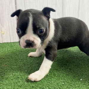 Boston Terrier Puppy Lisa