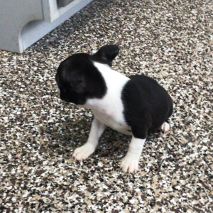 Boston Terrier Puppy Lisa